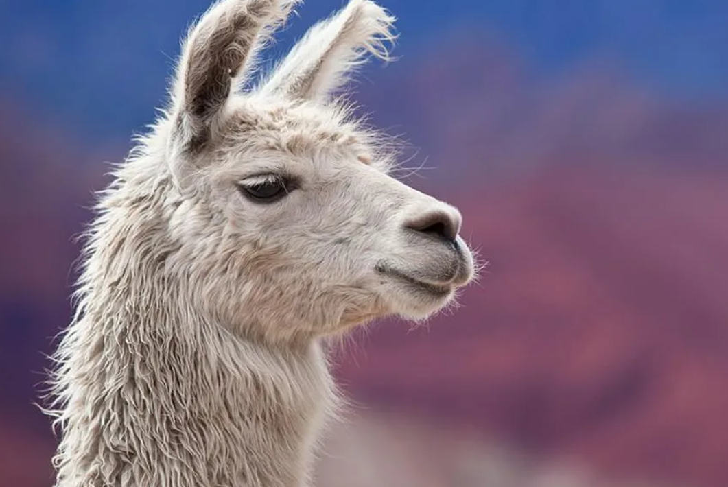 Лама южной америки. Лама это. Альпака викунья лама. Тибетская лама животное. Лама это.