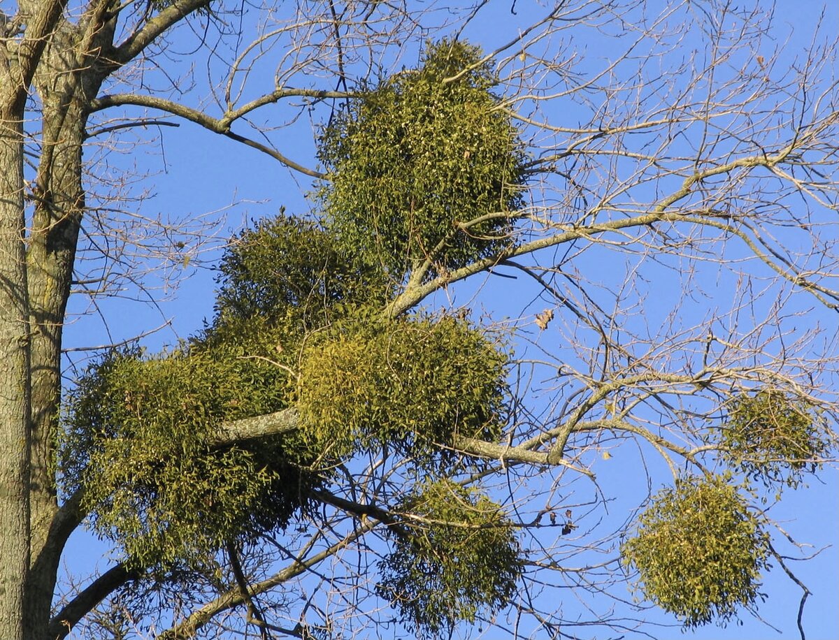 Так растёт омела. Фотография из открытого источника.