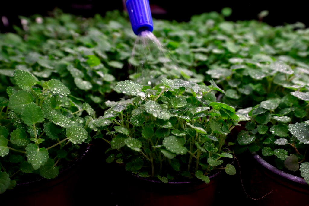 Выращиваем микро-зелень
