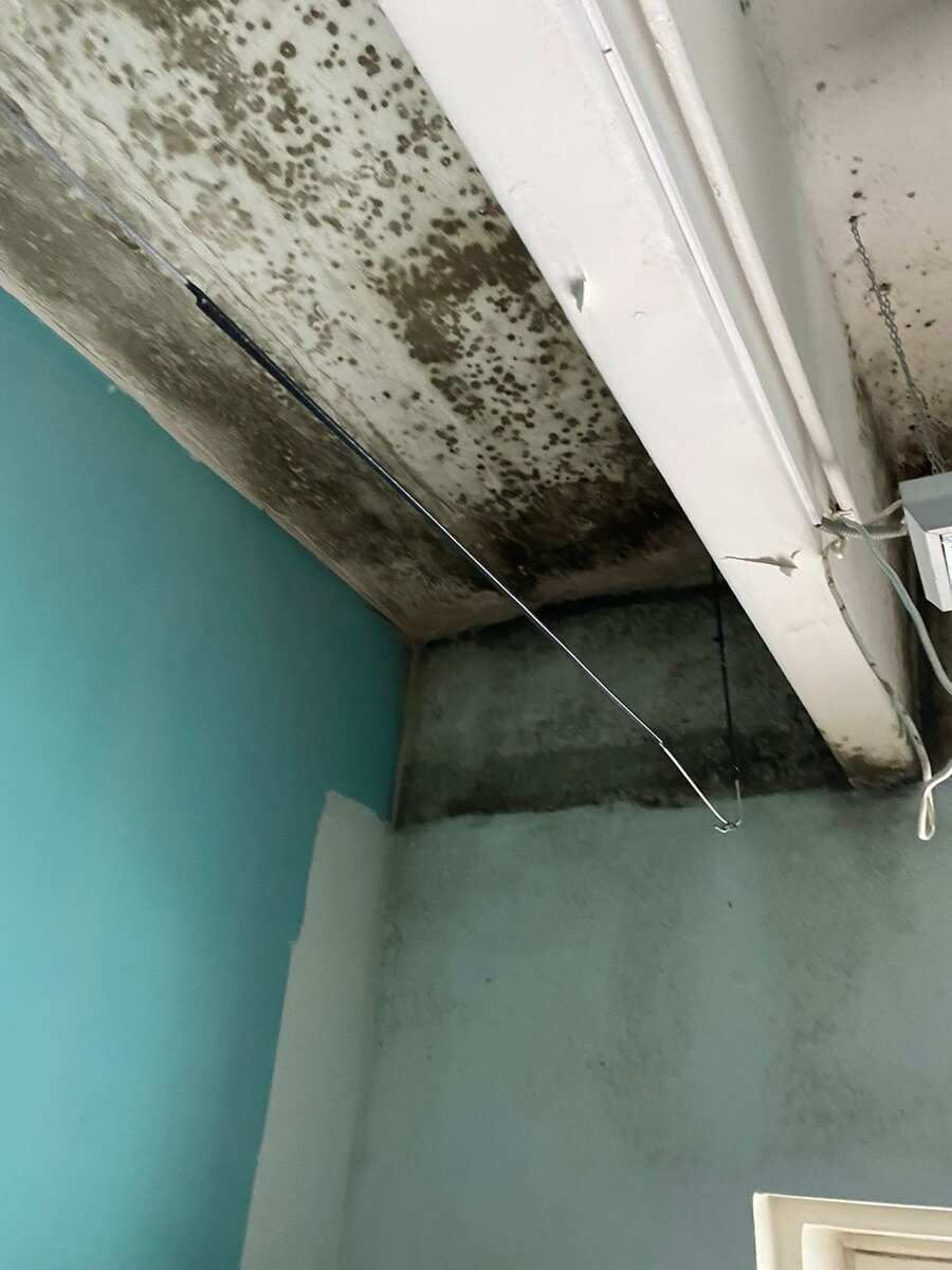 плесень в общежитии