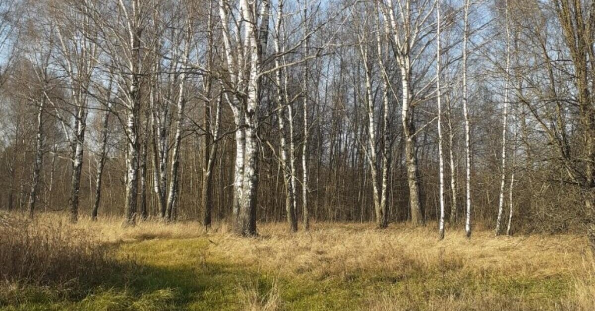 2019 год, Соловьёвский лес
