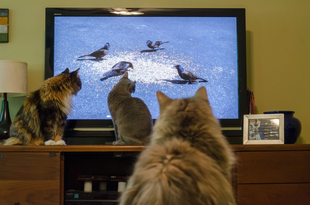 🐱Что видят кошки, когда смотрят телевизор | Нос, хвост, лапы | Дзен