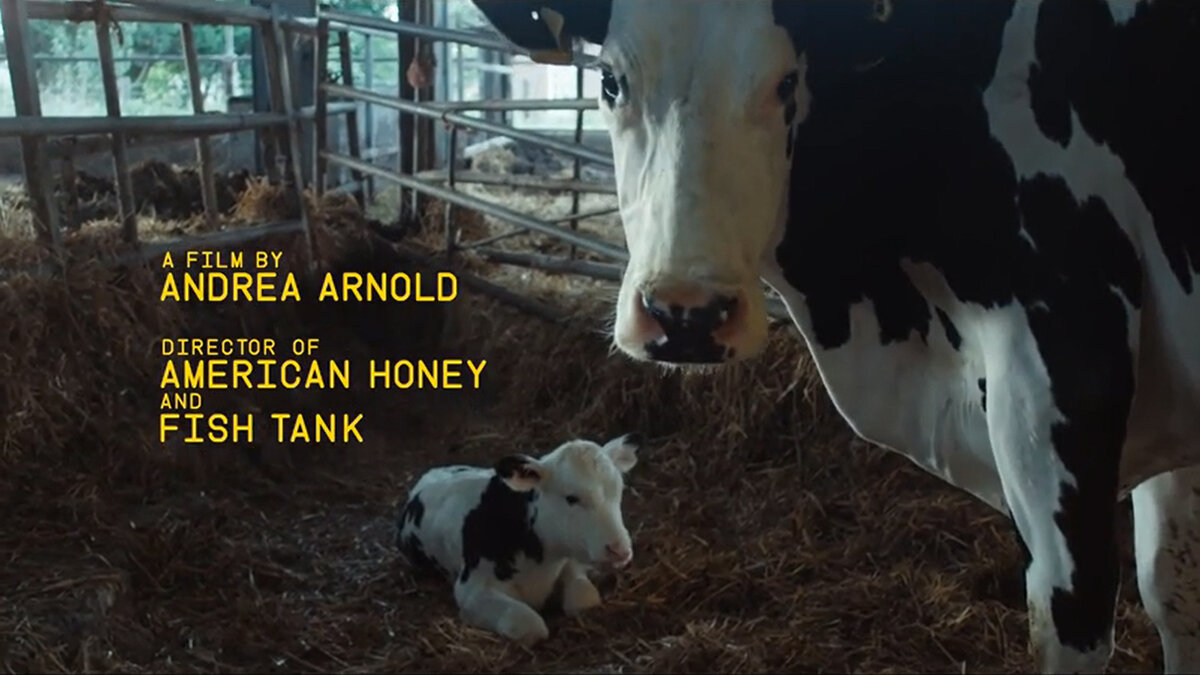 Кадр из кинофильма "Корова"