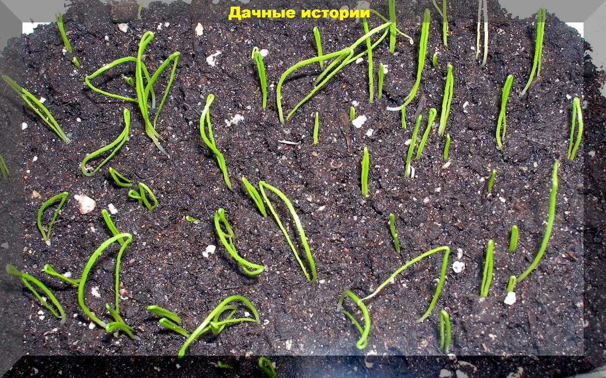 https://vk.com/photo-159774511_457251051