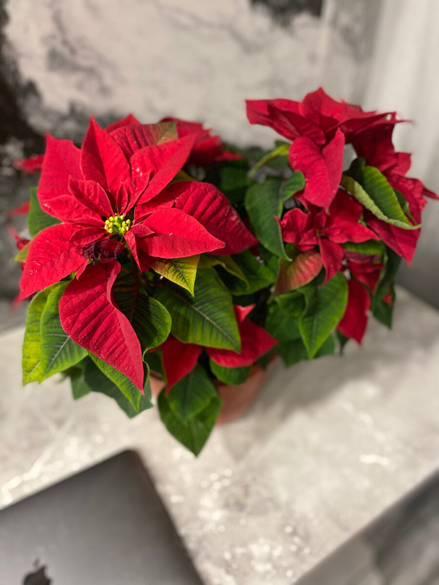 Пуансеттия во всей свой красе