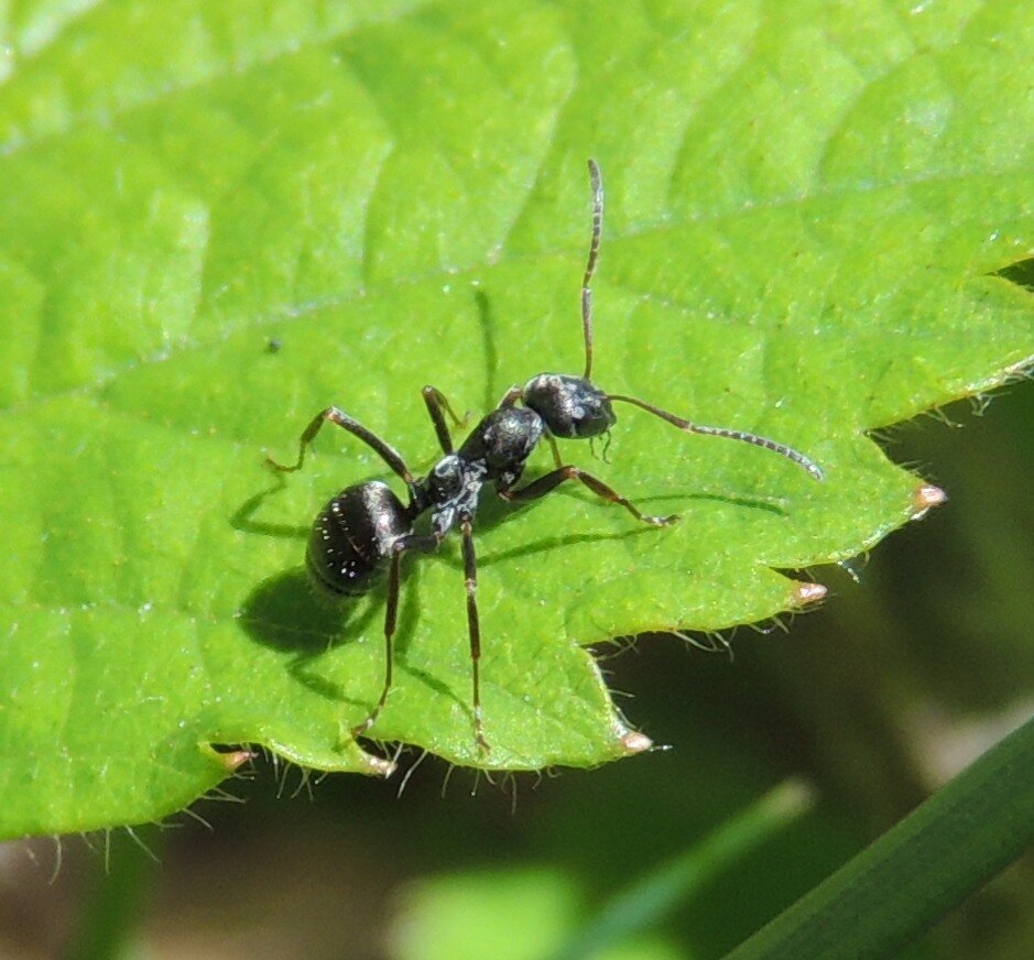 Formica fusca – шелковистый муравей