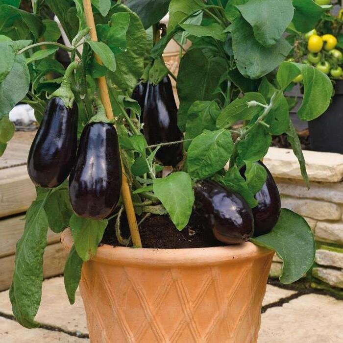 Японский карлик можно выращивать в горшках