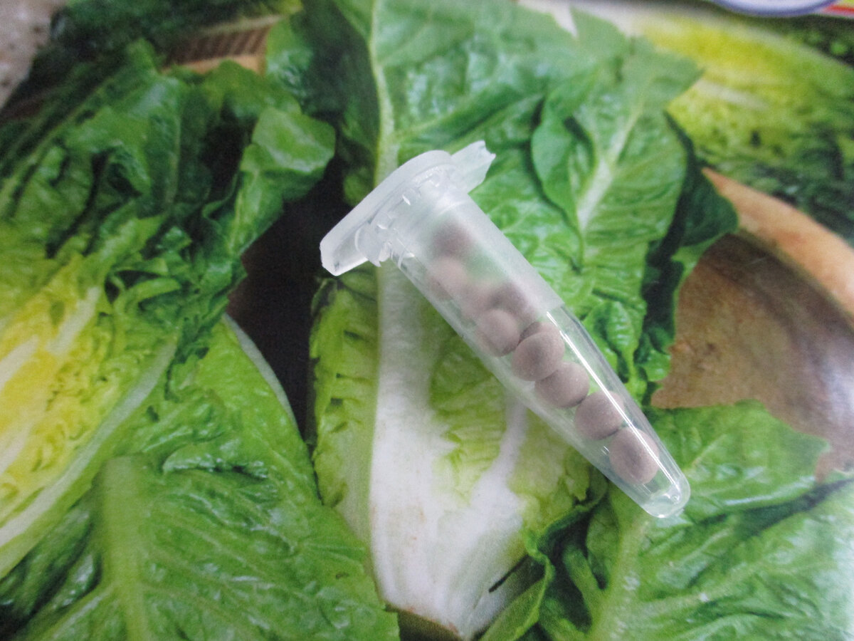 Семена  у "Рафаэля" дражированные, поэтому сеять было очень удобно. Взошли все посеянные драже.