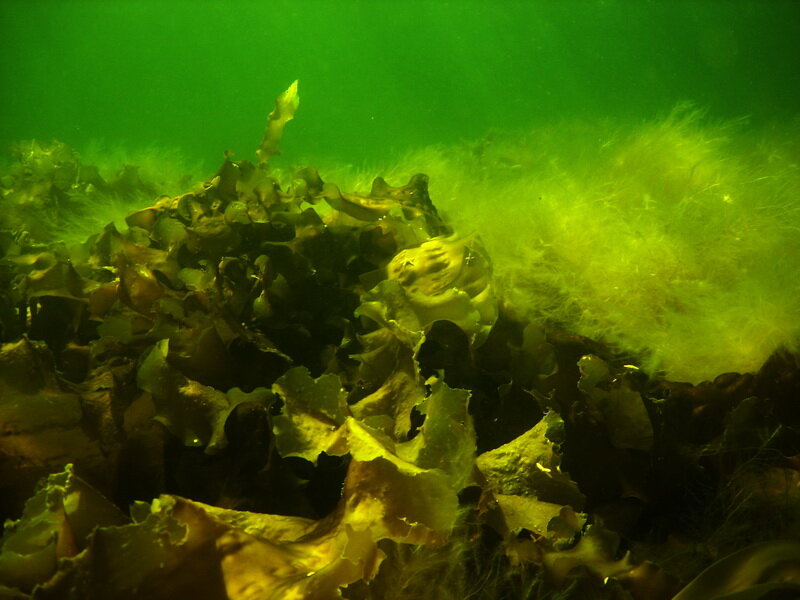 Водоросли расположенные среди гиф. Водоросли белого моря ламинария. Соловки водоросли ламинария фукус. Фукус водоросли Архангельские водоросли. Ламинария Охотское море.