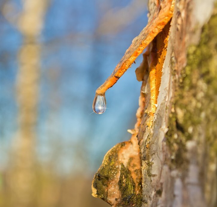 Весной сок идет в самотек 