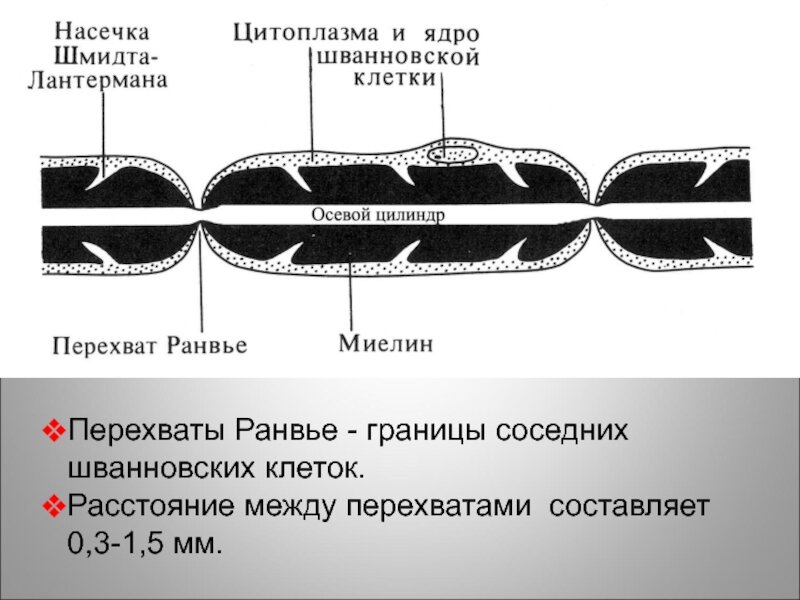 ПЕРЕХВАТ РАНВЬЕ. Фото с сайта https://theslide.ru/uncategorized/nervnaya-tkan-nervnye-volokna-i-nervnye-okonchaniya