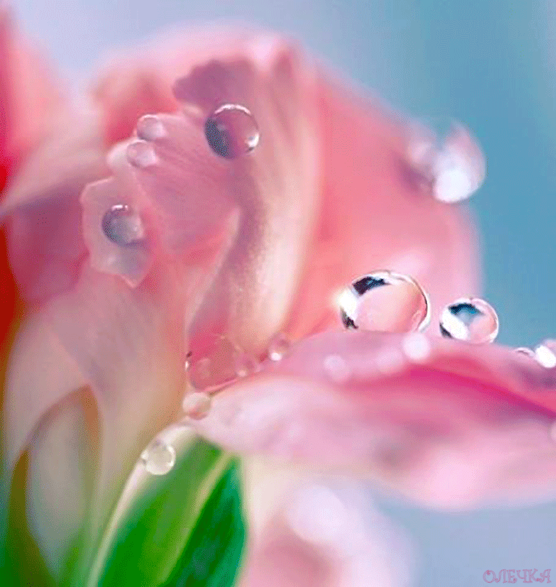 Прикосновение души. Нежность. Голубая капелька. Капли росы на траве. Белые цветы.