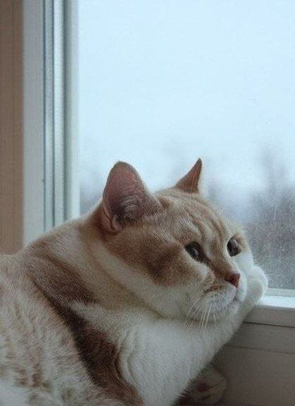 Независимый котик из открытых источников. Автор неизвестен