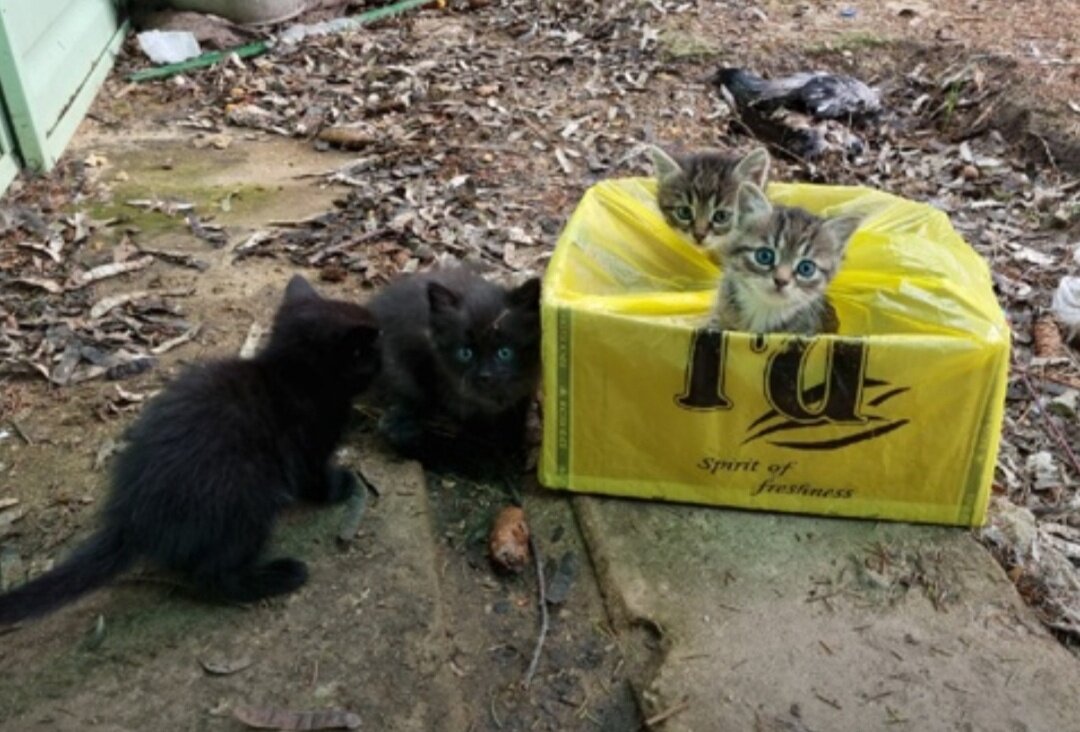 Hello street cat петиция остановите. Котята Воронеж бездомные. Кошка в беде. Котята Воронеж бездомные новое Октябрьское. Центр помощи бездомным в Воронеже.