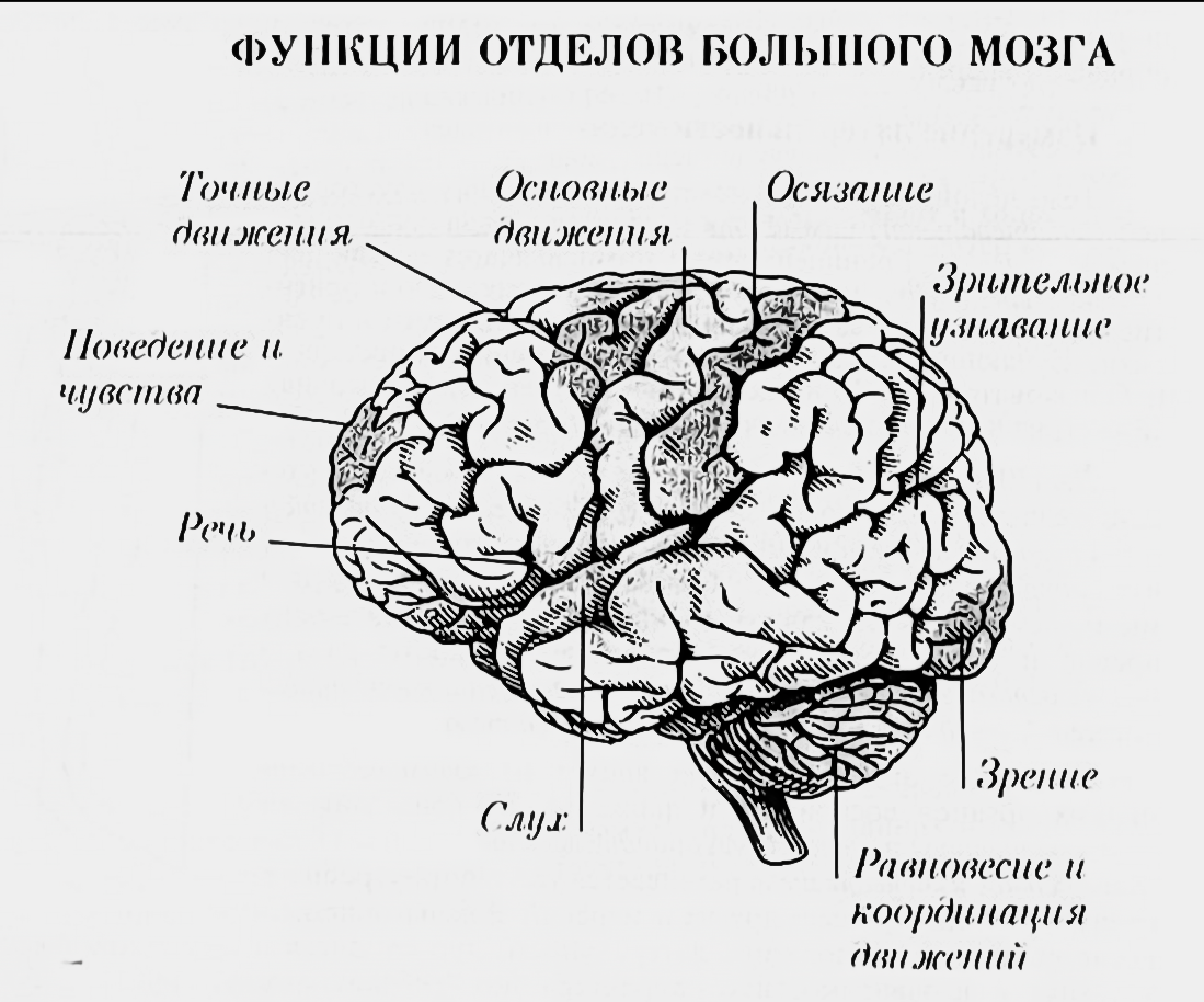 Отделы мозга структура отделов функции. Функции отделов головного мозга схема. Функции отделов головного мозга рисунок. Отделы головного мозга человека и их функции. Строение и функции головного мозга схема.