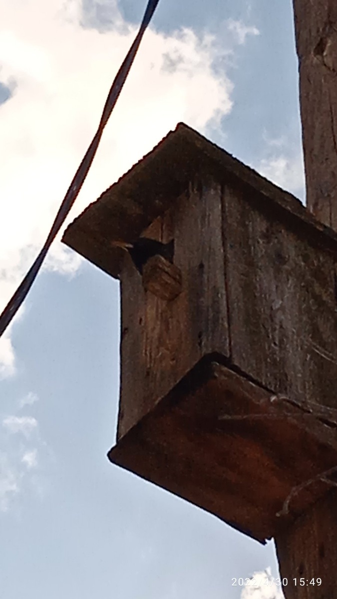 Только клюв торчит