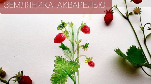 Земляника акварелью. Поэтапное рисование для начинающих