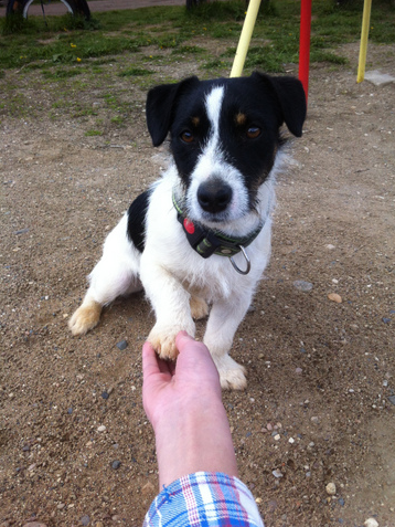 Джек прекрасно выполняет команду "Дай лапу"