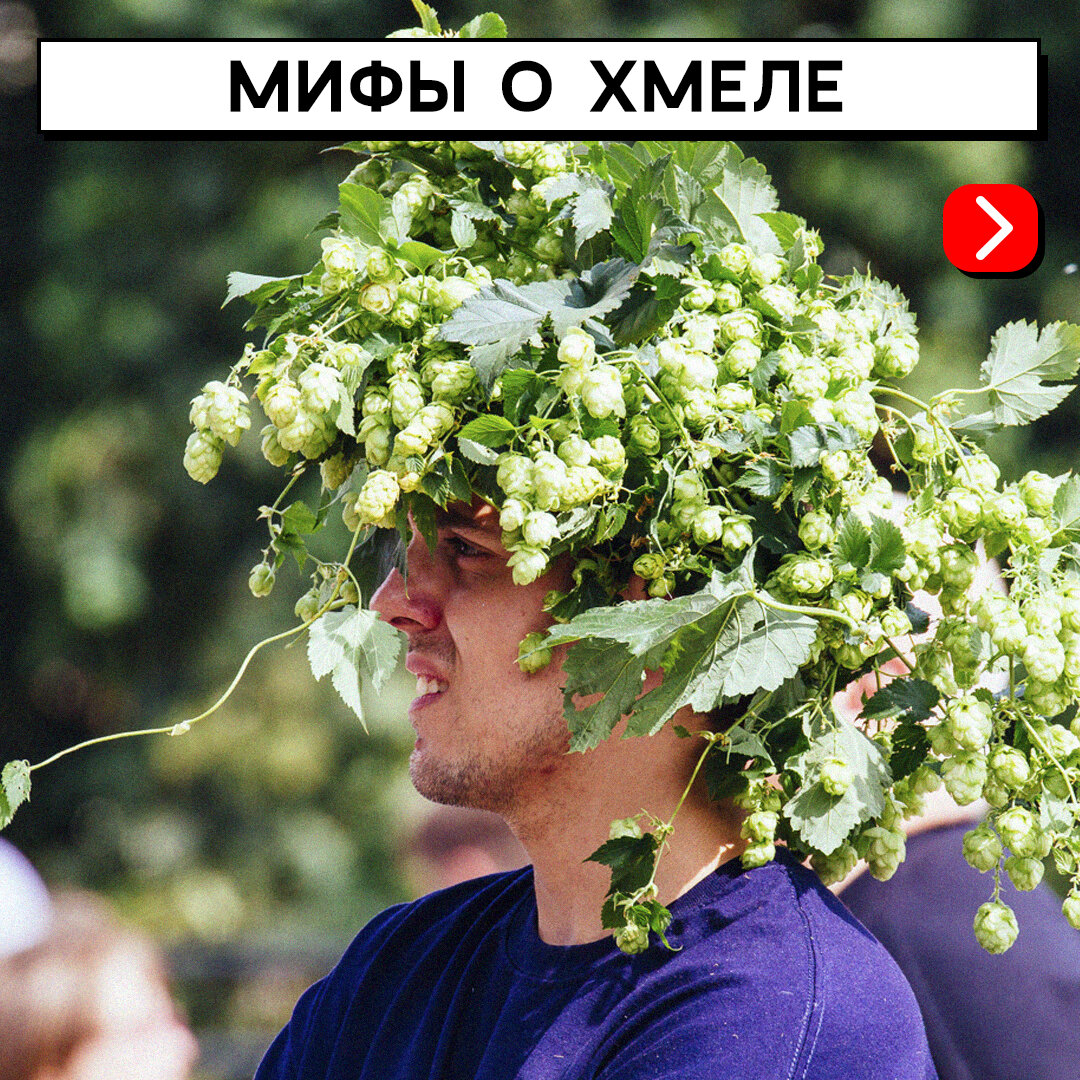 хмель растение фото применение