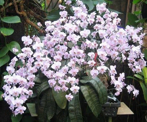 фото из интернета https://orchidea-shop.ru/base/attachments/13122_(4)big.jpg