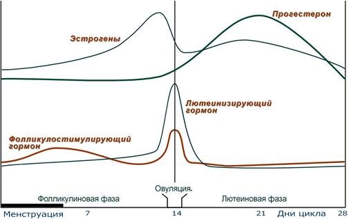 График выработки половых гормонов в менструальном цикле женщины