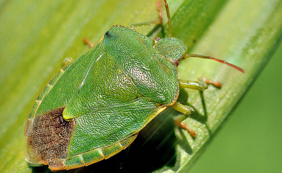 Зеленый клоп.