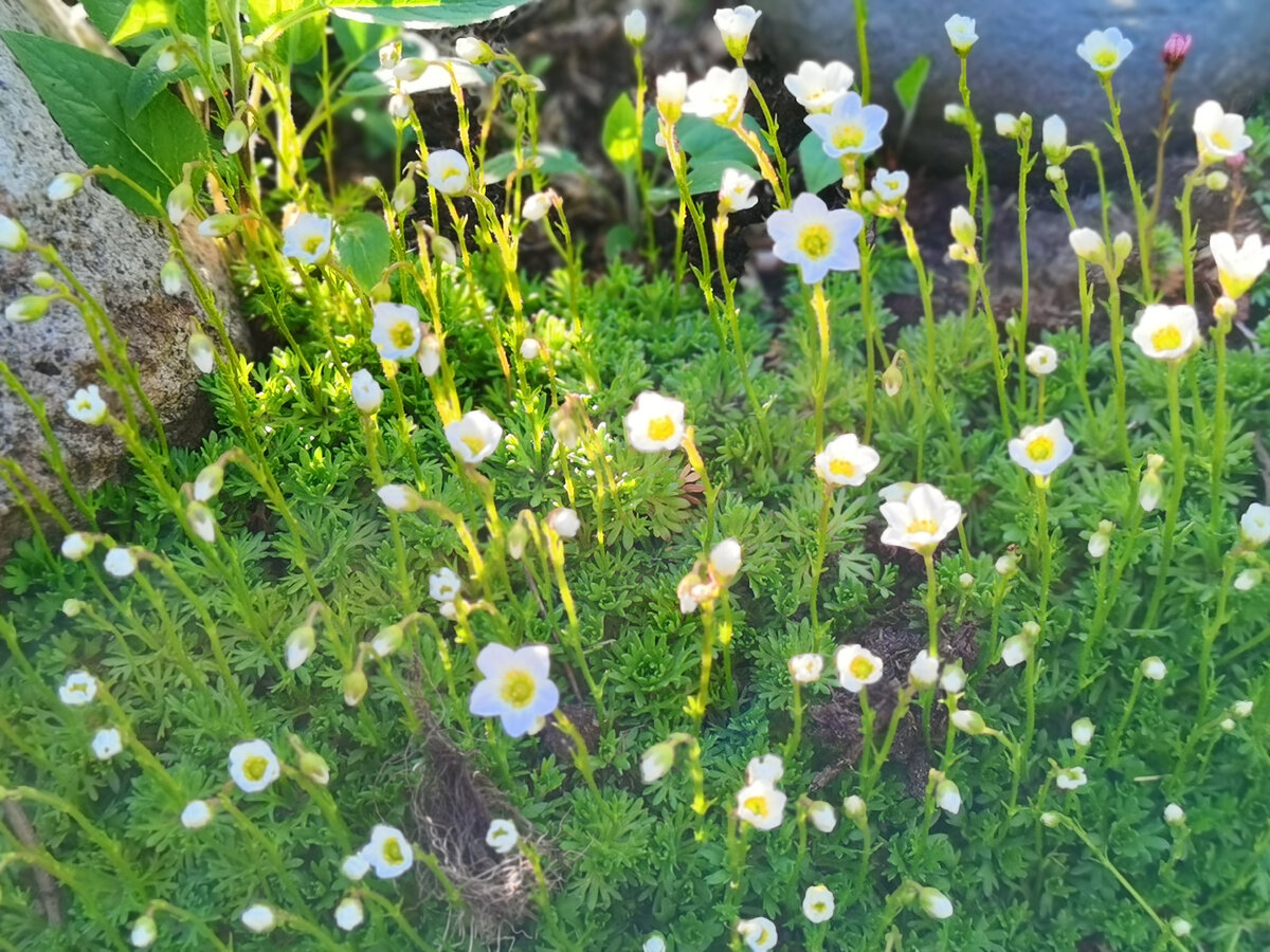 белые цветы у камнеломки фото май 2022 из моего сада