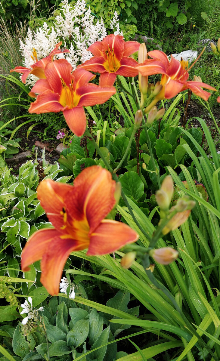 На открытых же участках высокие лилейники могут притенить хосту.