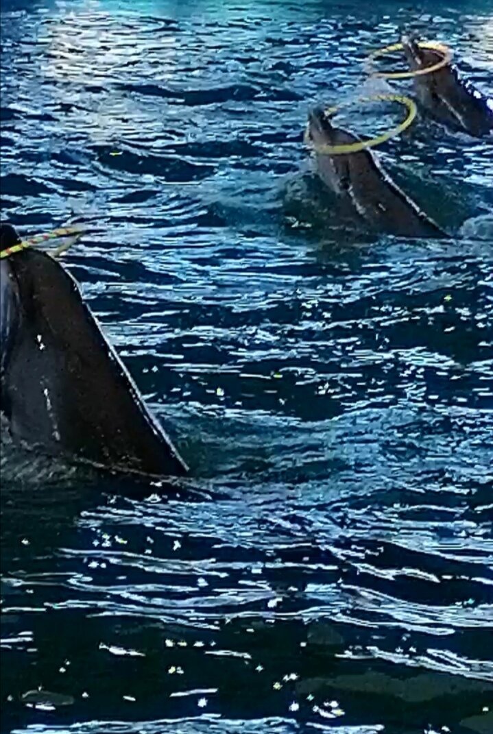 Знаю, что многие против дельфинариев, но тем не менее, во многих этим млекопитающим вполне комфортно