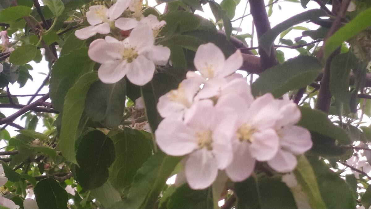 Всё проходит в этой жизни - отцветёт и отболит...