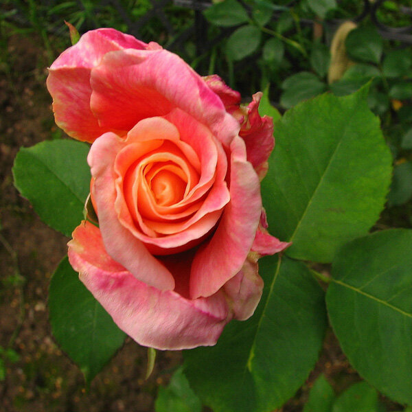 Фото MondoRose e Fiori