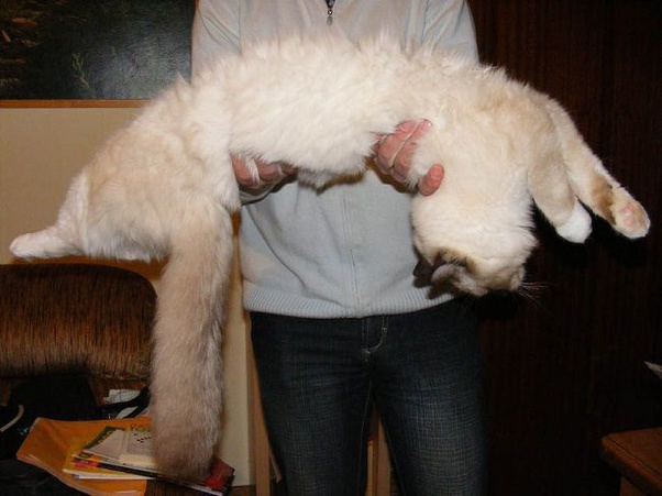 Уникальный кадр: кошка превращается в воду. 