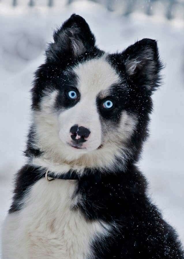 Якутские лайки – аборигенные собаки, издревле разводимые коренным населением северо-восточной Сибири. Основные сферы деятельности породы – охотничья, сторожевая, ездовая.
