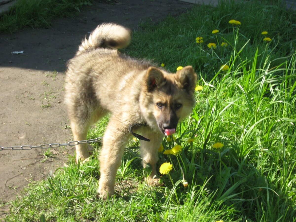 Все надо пробовать на зуб, даже цветочки. Фото автора