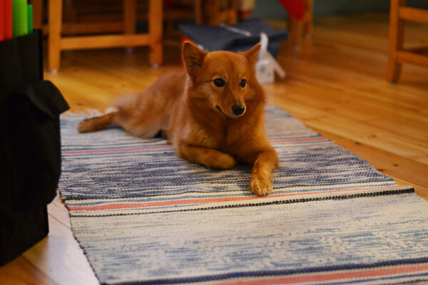 Финский шпиц: история, стандарты, характер, содержание