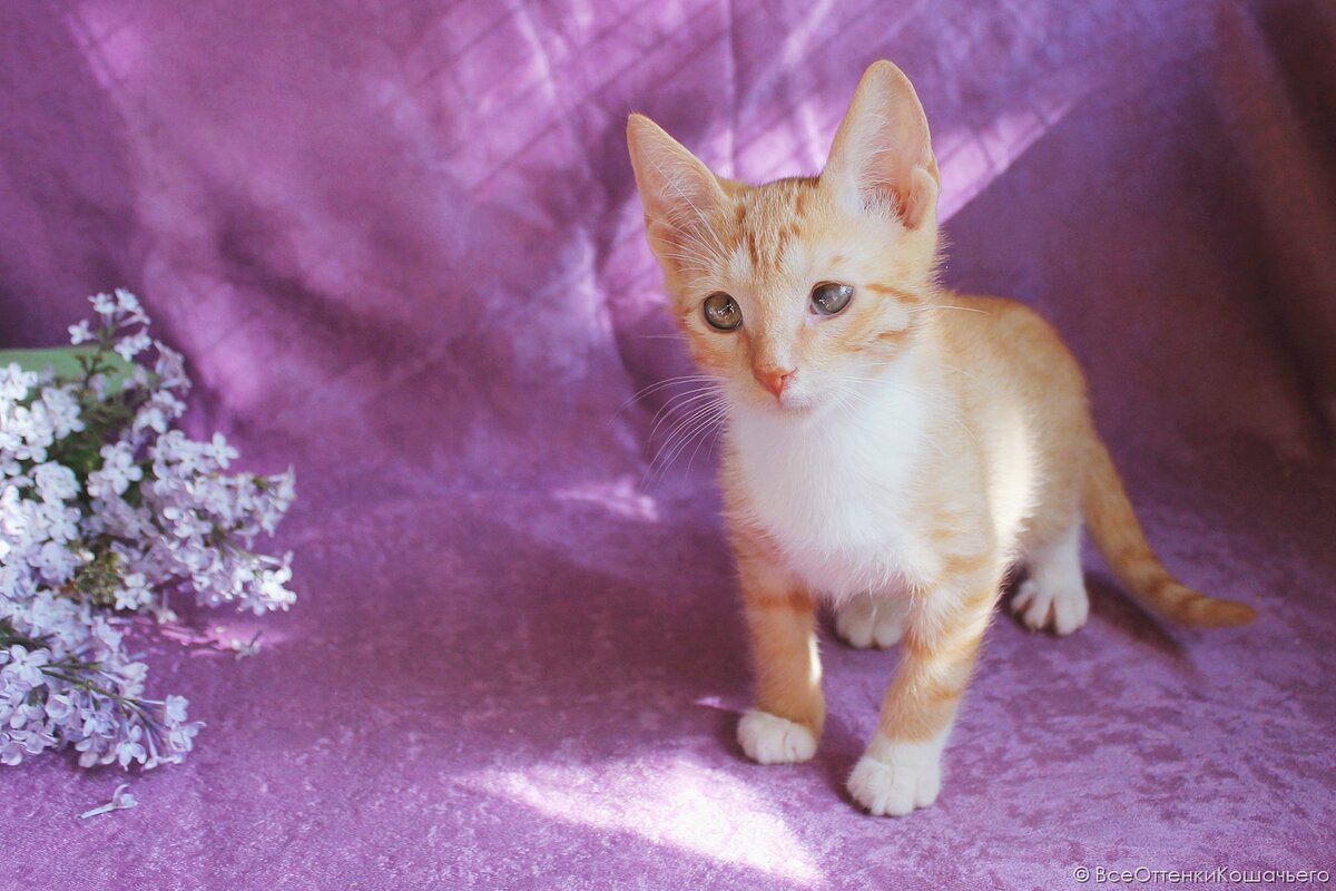 Оттенки кошачьего. Красивые сочетания цветов у котов. Палитра цветов для котов. Цветовая палитра для котиков. Цветовая палитра для кртво.