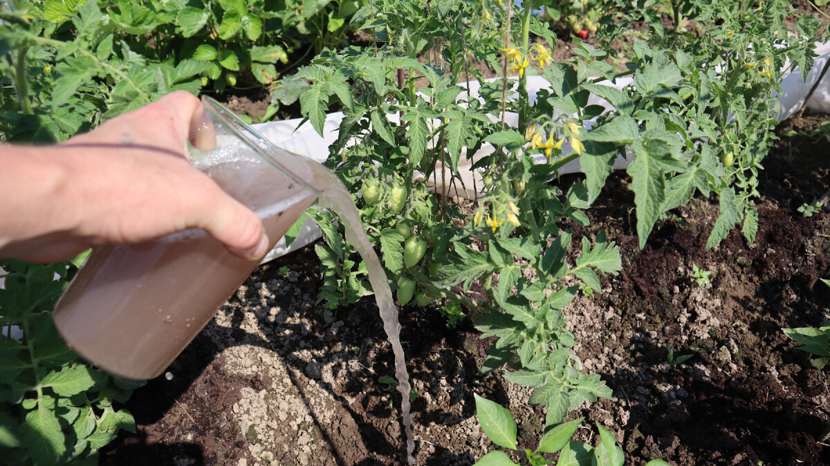 «Роста нет, а вода испарится»: биолог объяснила, как правильно поливать огород во время жары
