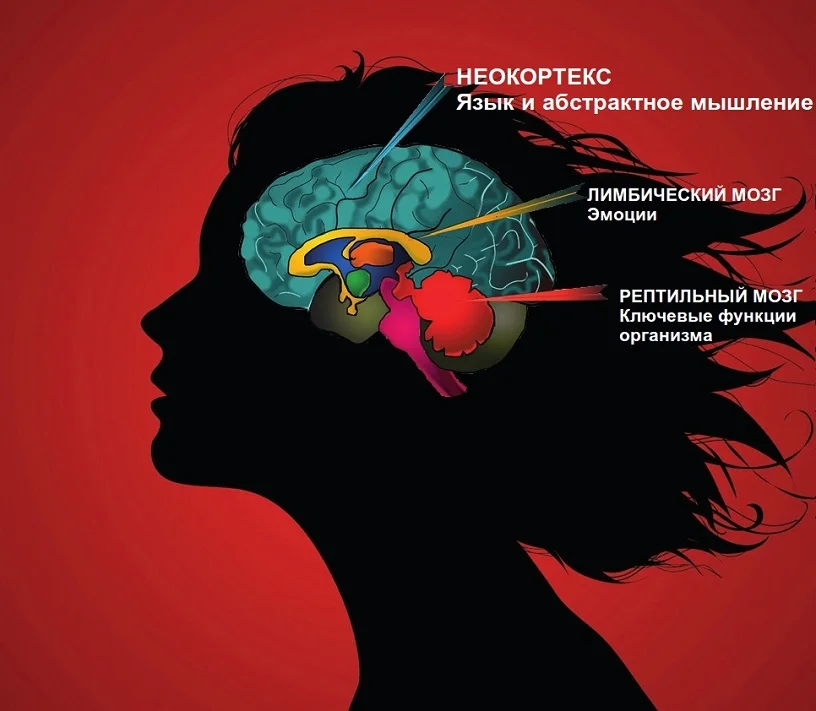 Рептильный мозг и лимбическая система. Рептильный мозг и неокортекс. Отделы мозга рептильный мозг неокортекс. Неокортекс лимбическая система и рептильный мозг.