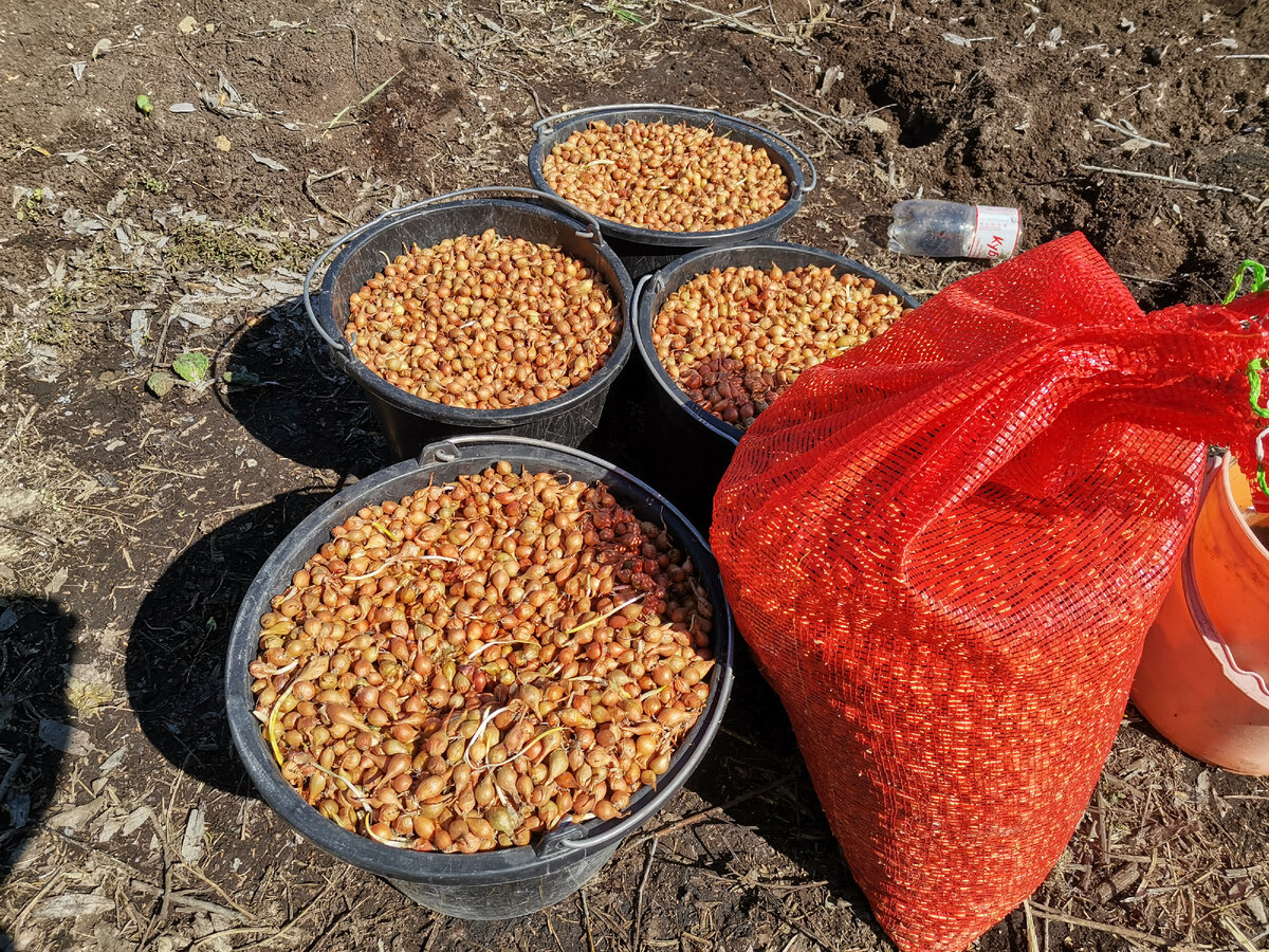 Севок репчатого лука. Посадочный материал для выгонки пера лука на продажу