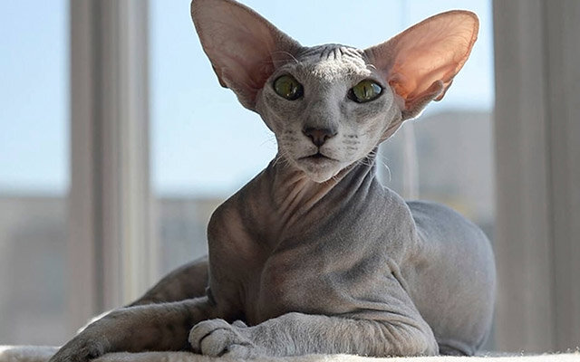Начинается наш топ самых дорогих кошек с Петербургского сфинкса