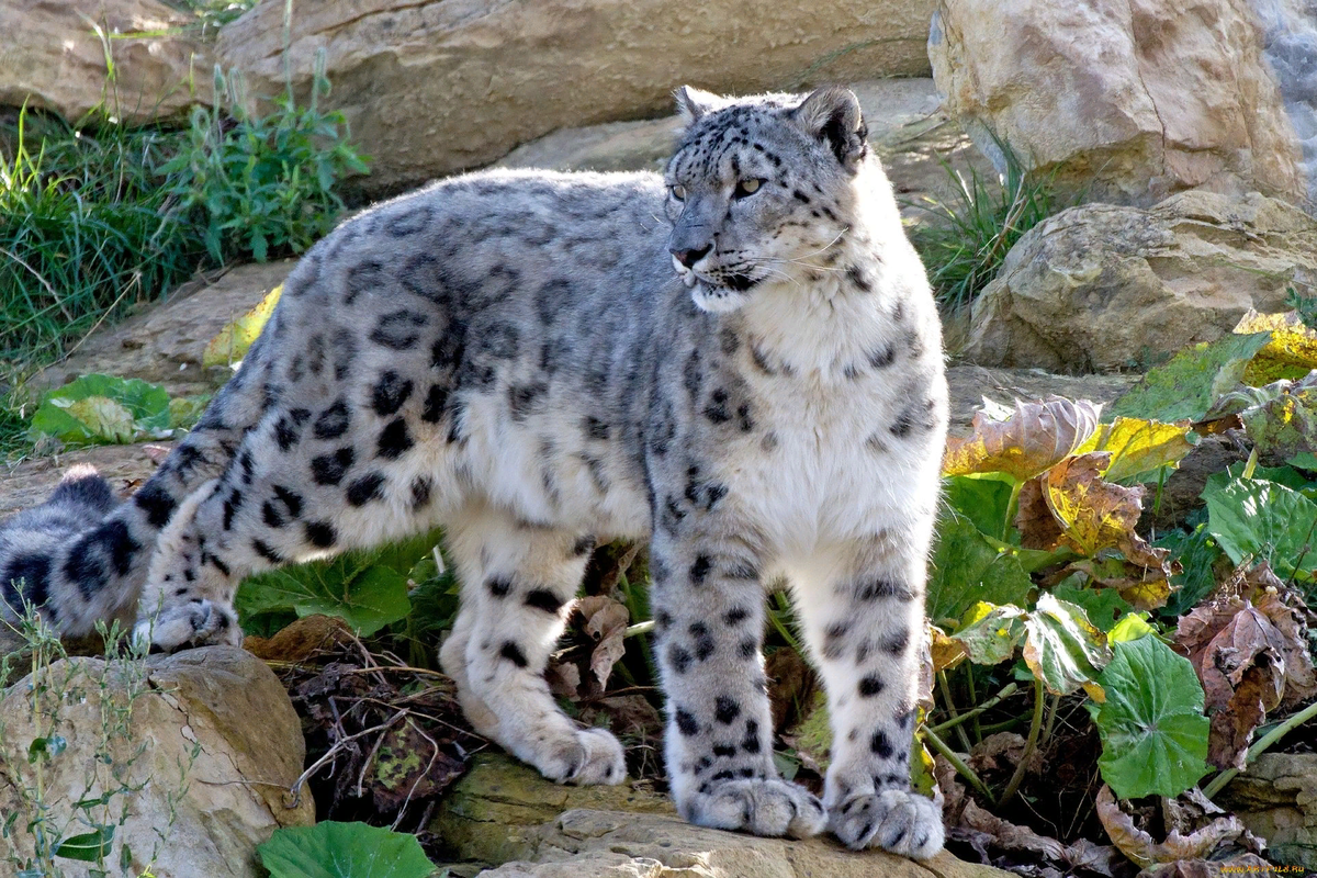 Снежный барс. Источник: https://clck.ru/sKMuD