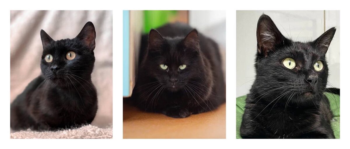 обратите внимание на глаза, слева на право: желтые, бирюзовые и зеленые. Очень выгодно, конечно, смотрятся на черном 