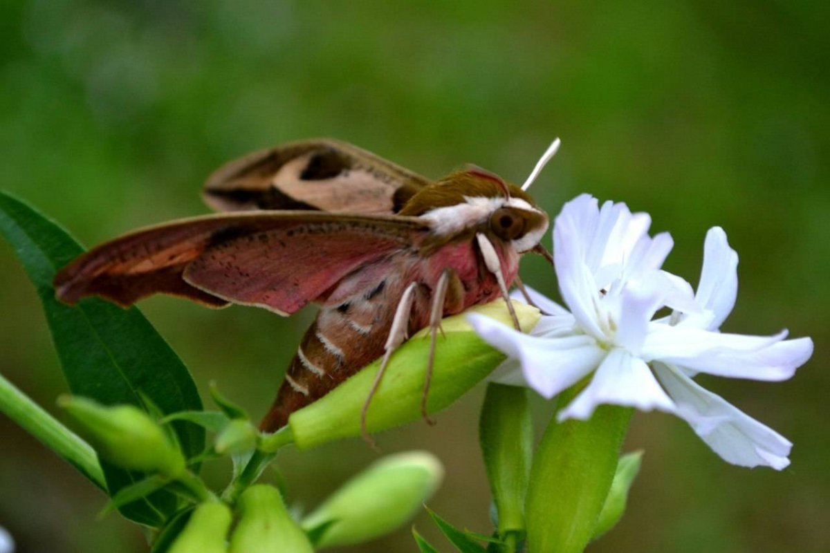 Ну как? В принципе, если подключить фантазию, вполне похоже на сфинкса!
