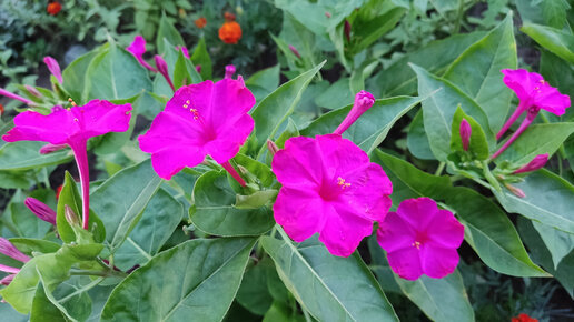 Зорька обыкновенная (Lychnis chalcedonica)