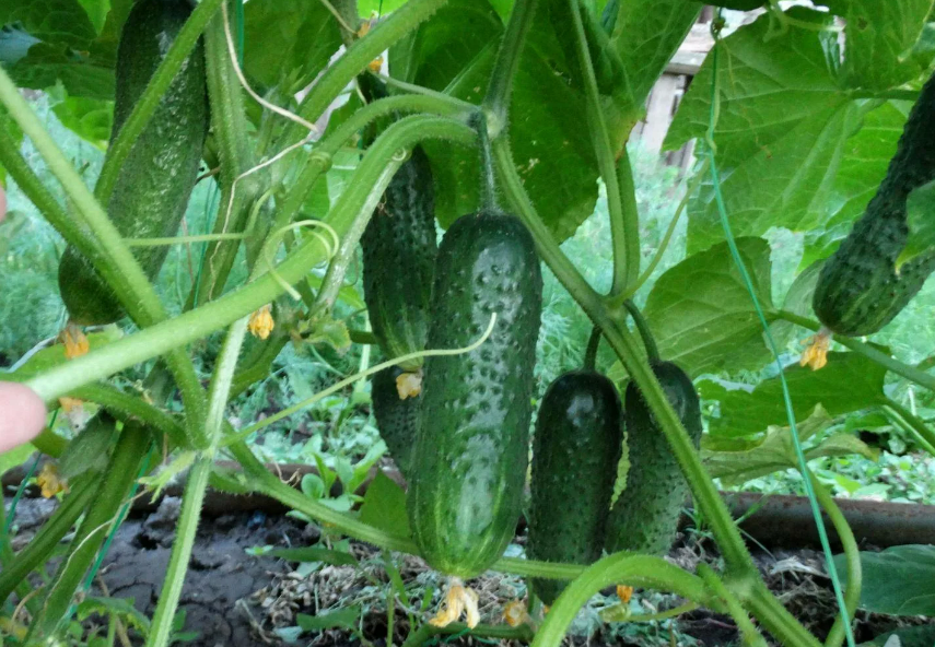 Фотография взята из источника yandex.ru