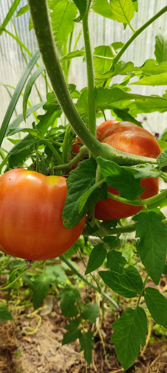 Таких плодов может и не быть, если с погодой не повезёт. Для томатов, губителен перепад между дневной и ночной температур. 