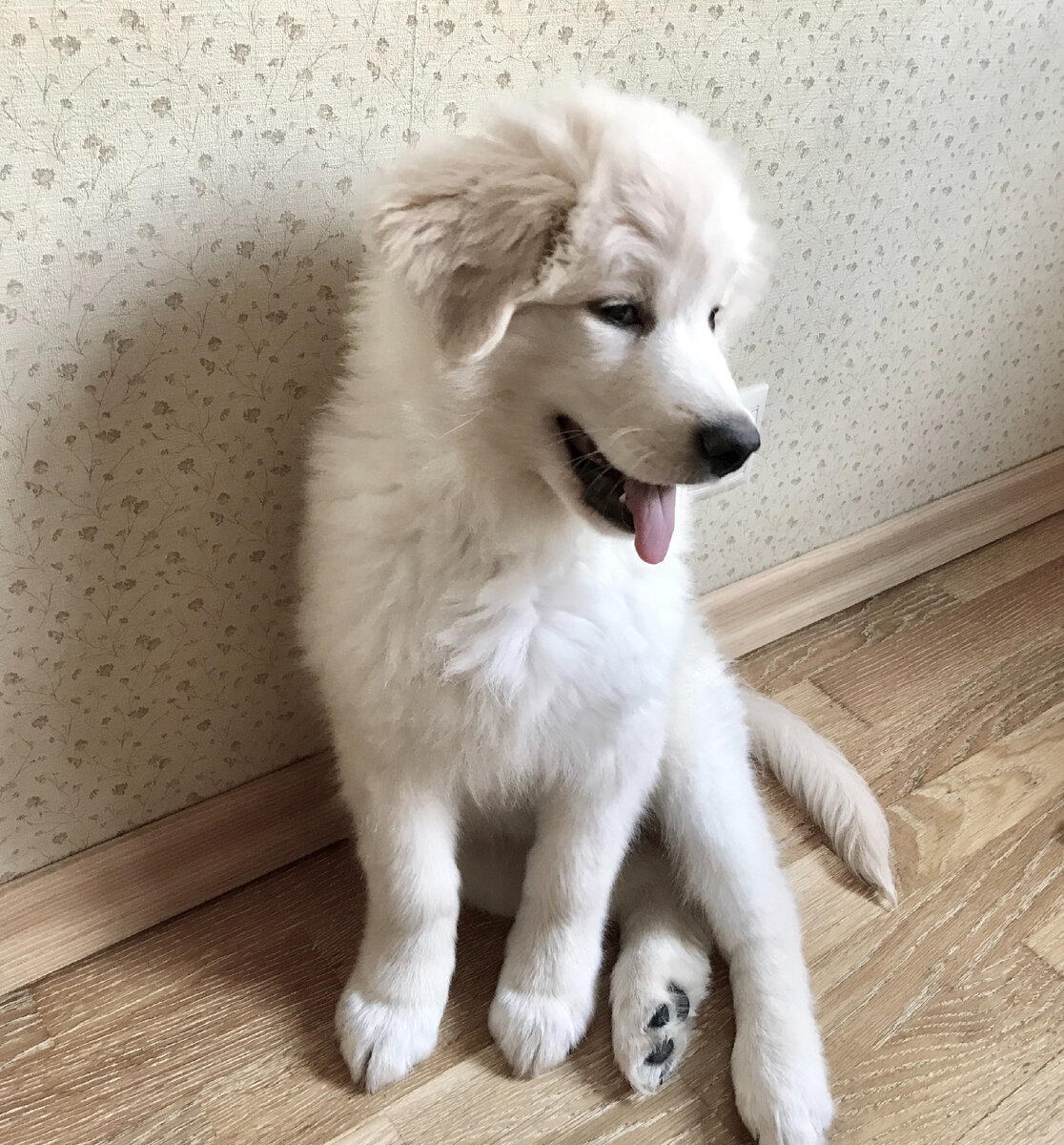 Фото мое Рич подрос