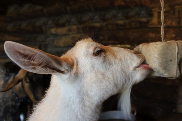 Фото из открытого источника