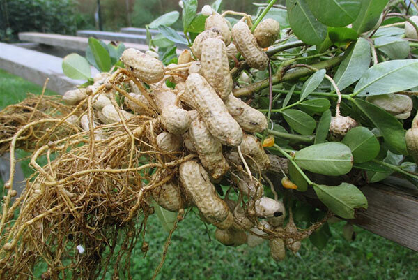 Выращиваем арахис на огороде