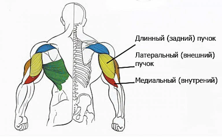 Трицепс где находится у человека показать на схеме